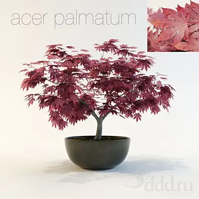 Acer palmatum