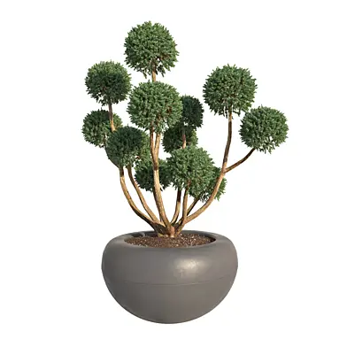 Bonsai
