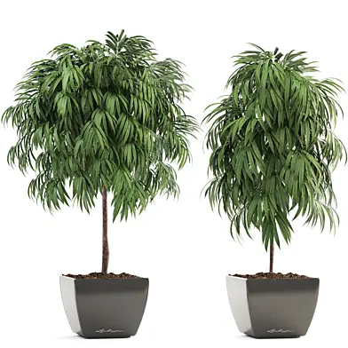 Collection of plants 199. Ficus Alii, Ficus Ali, ornamental tree, pot, flowerpot, interior, room