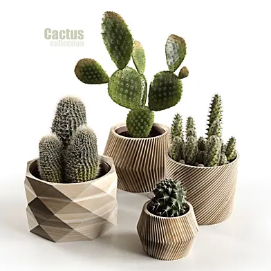 Cactus collection