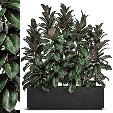 A beautiful lush decorative bush of the Ficus Abidjan tree in a black pot flowerbed. Set 510.