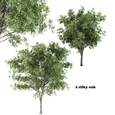 2 silky oak -corona