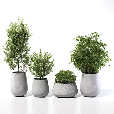 olive collection plants