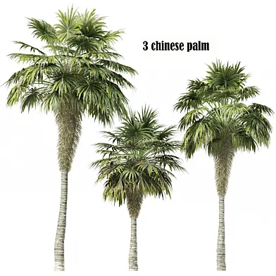 3 Chinese palm