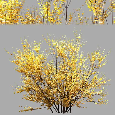 yellow bush 01