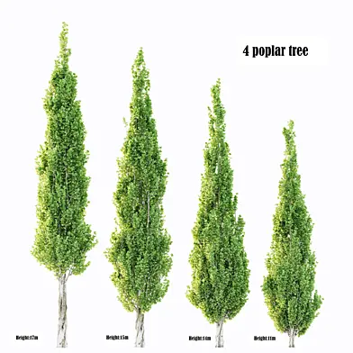 4 poplar trees