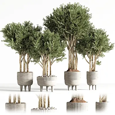 plant indoor013