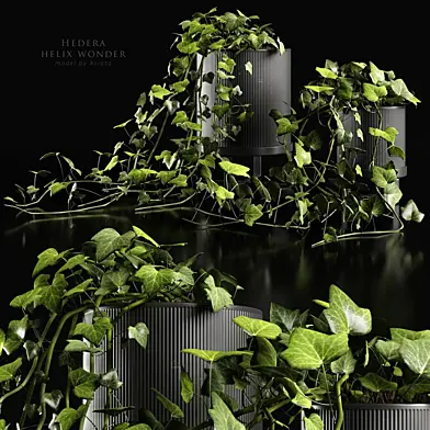 Hedera helix