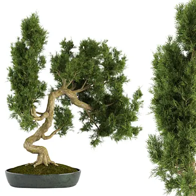 Bonsai No.2