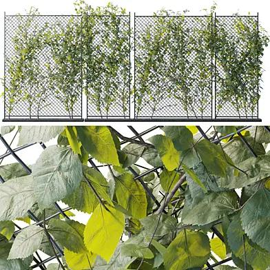 Ivy on Fence 04
