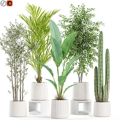 Plants collection 953