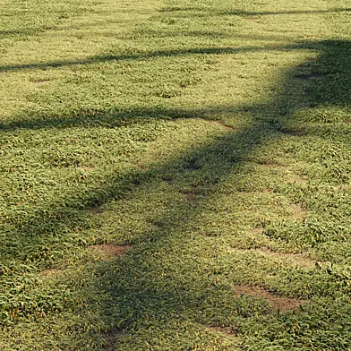 Grass (lawn)