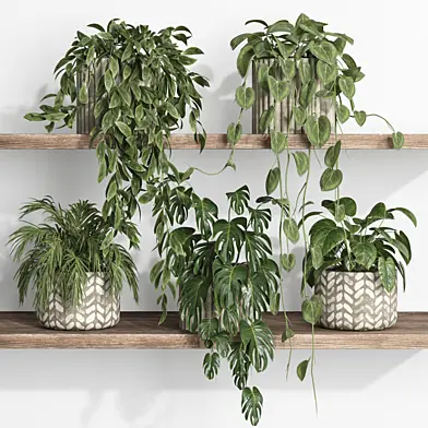plants on shelf 17