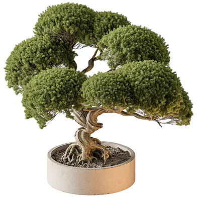 Indoor Plant 663 - Bonsai Plant