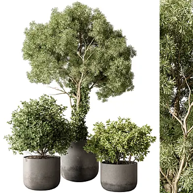 Outdoor Plants 620 - Tree in Pot