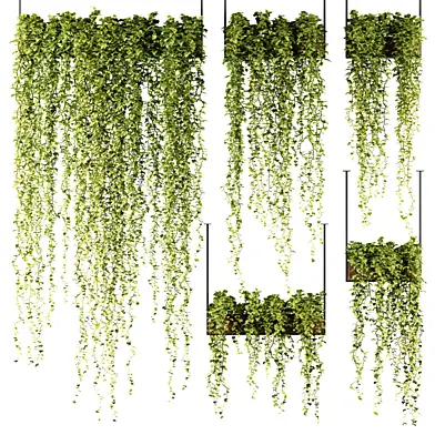 Ivy in hanging boxes