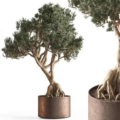 Indoor Plant 795 - Tree in Pot