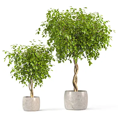 Benjamin's ficuses in a pot