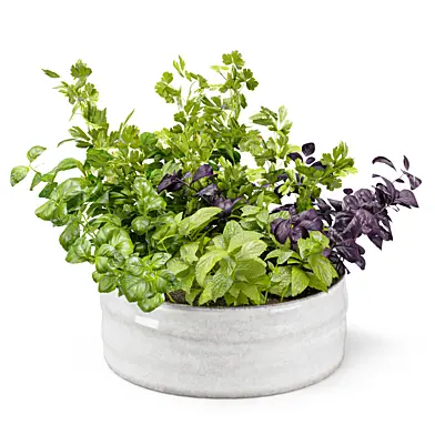 Micro-greenery in a ceramic pot