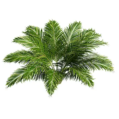 Palm bush.