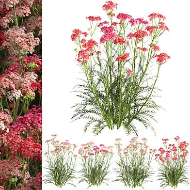 Achillea millefolium - yarrow04