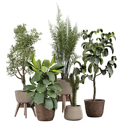 indoor Plant 637