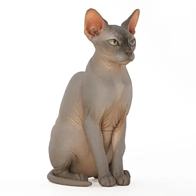 The sphinx cat