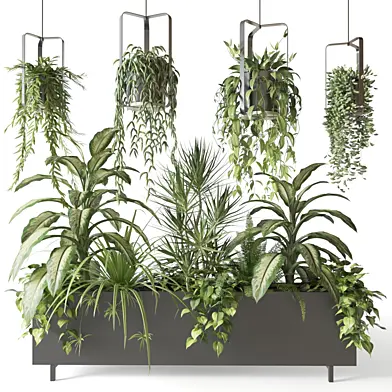 Indoor plants in boxes and hanging pots
