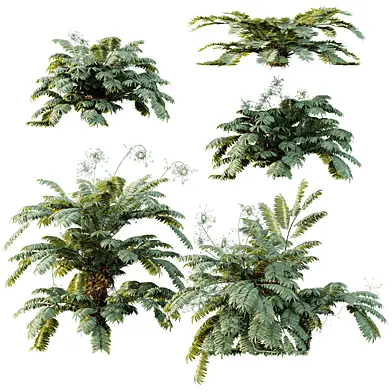 AV Plant Angiopteris Fokiensis Fern 6 Palm Bush 01