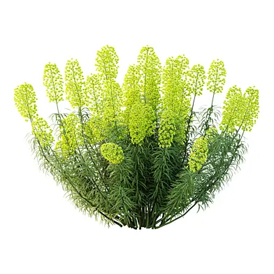 Mediterranean spurge Plant 03