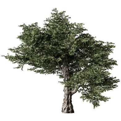 Olive Tree Set.328