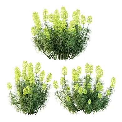 mediterranean spurge Plant 04