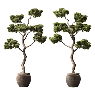 Indoor Plant 981 - Bonsai Plant