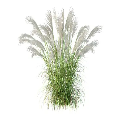 Miscanthus sacchariflorus Grass 02