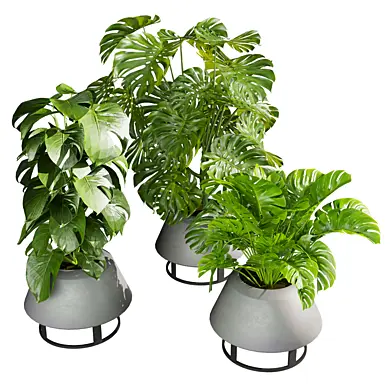 plant vol 1104 - Madison - deliciosa - monstera - Indoor - 3D model
