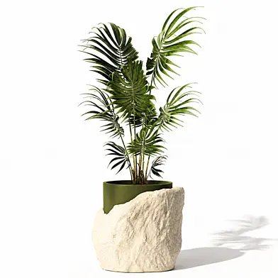 Beautiful small indoor palm Howea in a white modern stone pot. Plant set 1542.