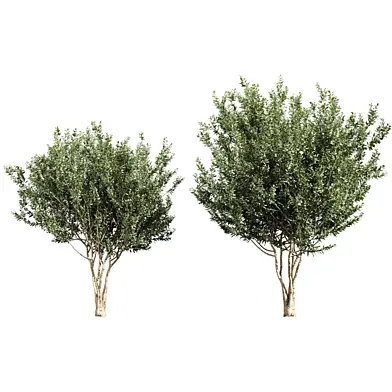 plant vol 1131 - Eucalyptus - Lehmannii - tree