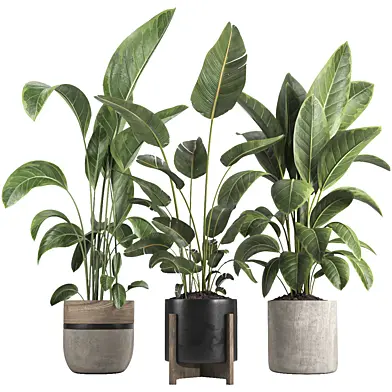 indoor plant 090