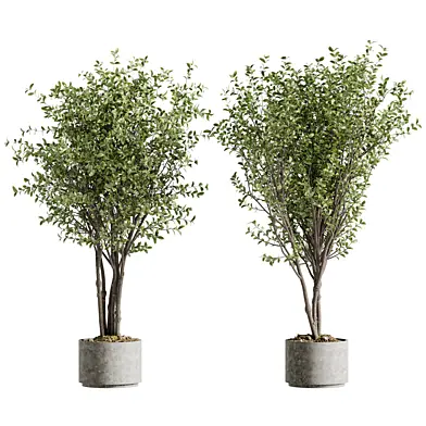 Indoor Bonsai Plant 195