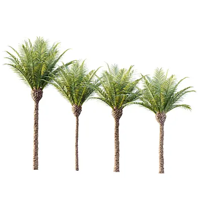 AV Plant Phoenix Canariensis Palm Tree 02
