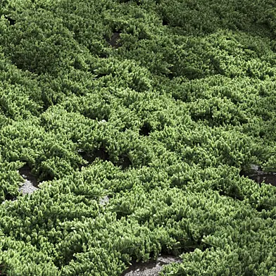 Juniperus Procumbens 2