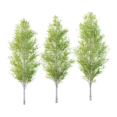Populus tomentosa Tree 02