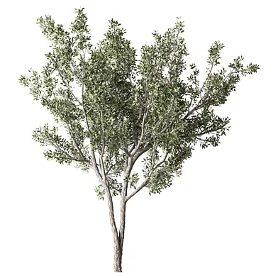 Olive Tree Set.352