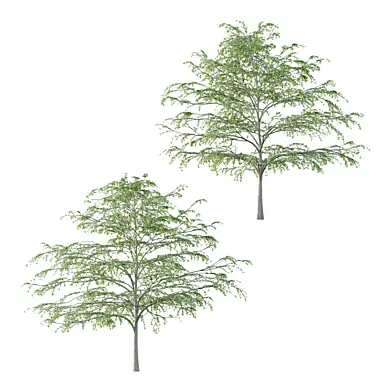 Cornus alternifolia Tree 05