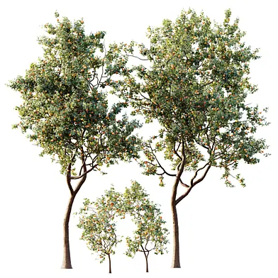 AV Plant Armeniaca Vulgaris Prunus Fruit Tree 03