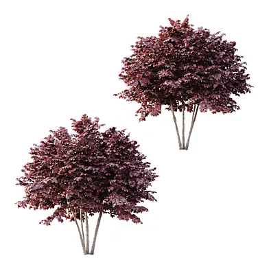 Corylus maxima purpurea tree 04