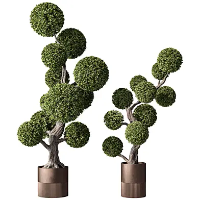 Bonsai Tree Indoor Plant Set.373