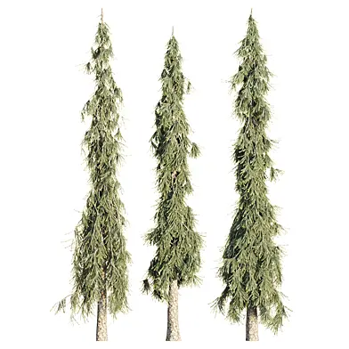 Weeping White Spruce Collection 522-3D Tree Model