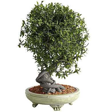 Decorative indoor plant