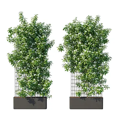 Star Jasmine vines 02